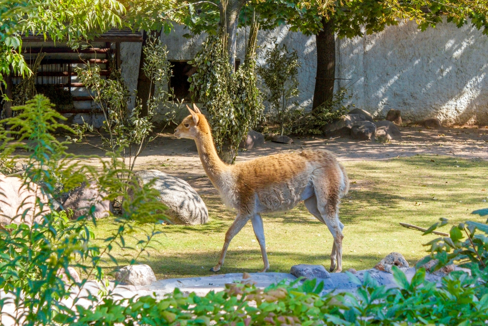 Викуна в зоопарке в Москве