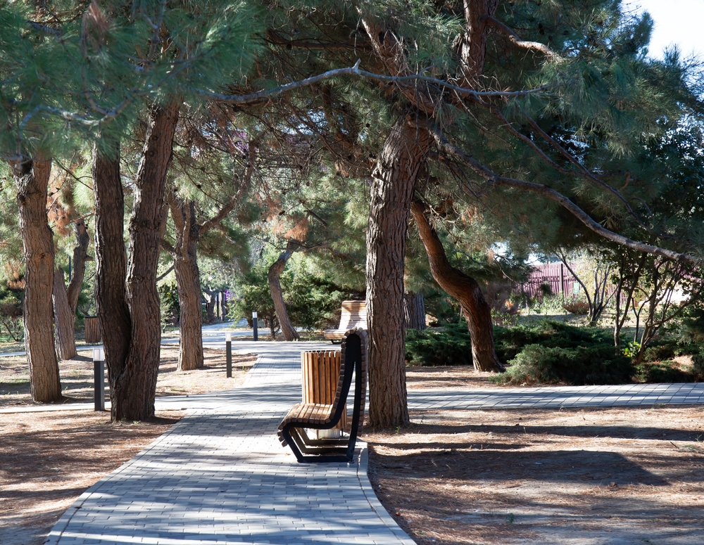 Деревья в парке Ореховая роща в Анапе