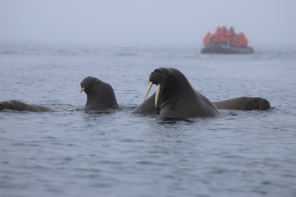 Моржи на архипелаге