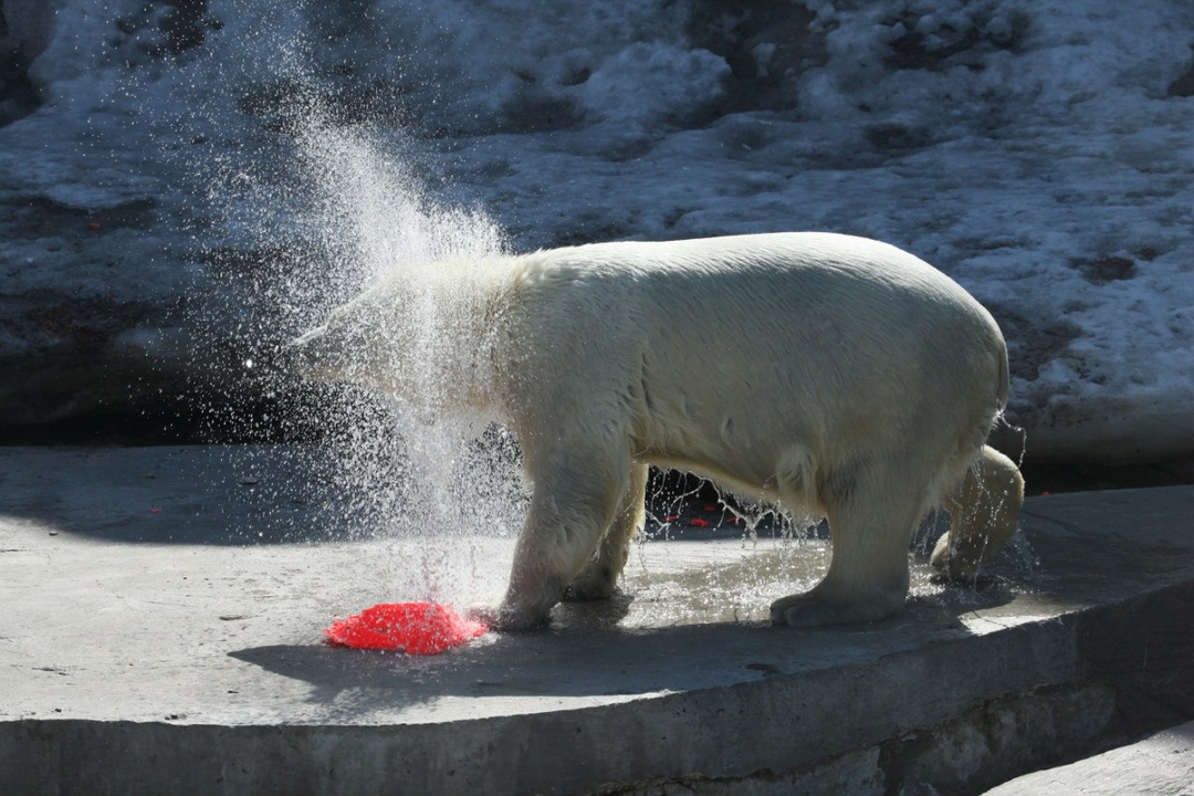 Фото из московского зоопарка: белый медведь