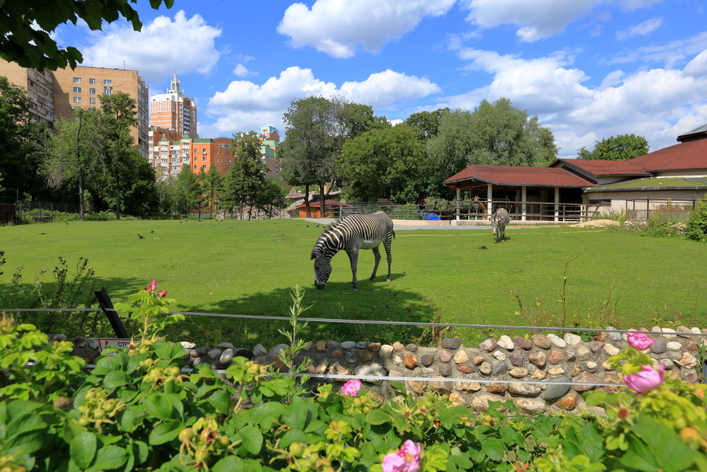 Зебры в Московском зоопарке
