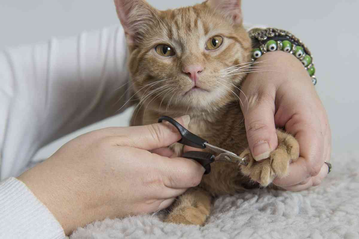 Как подстричь коту когти в домашних условиях