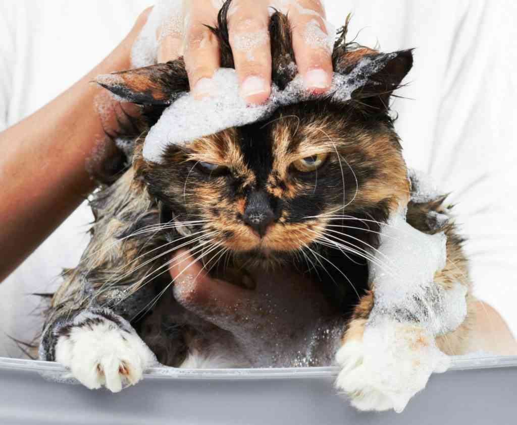 Как помыть кота в домашних условиях: лайфхаки и советы бывалых - sova.live  - Как помыть кота, который боится воды. Как помыть кота в домашних  условиях. Как помыть кошку в домашних условиях. Можно